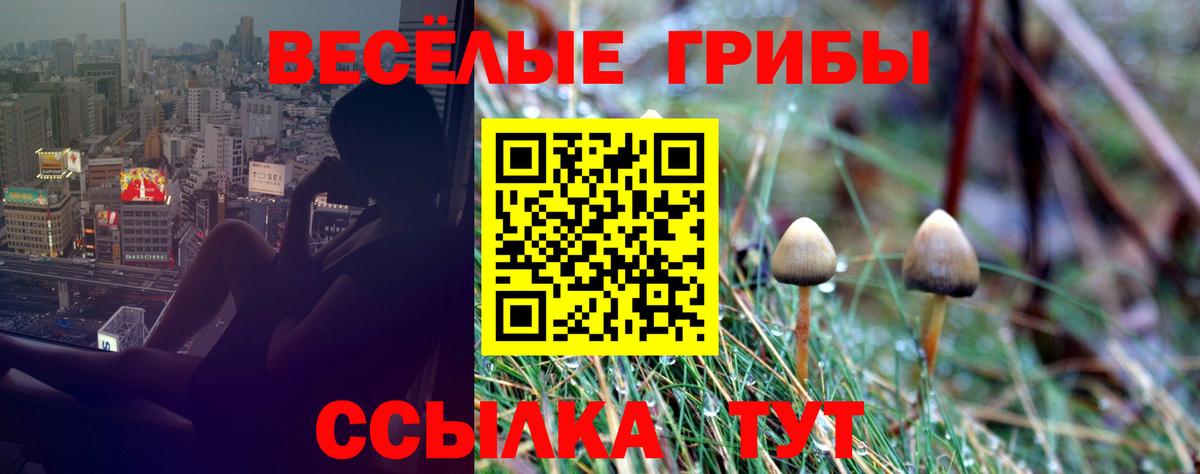 наркотики  Псилоцибиновые грибы GOLDEN TEACHER  Тара  Псилоцибиновые грибы Magic Shrooms 